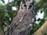 Verreaux's eagle owl or Giant eagle owl (Bubo lacteus), Ishasha sector in Queen Elizabeth National Park.