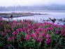 Wildflowers and Eagle River, Iditarod Trail.