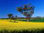 Eucalypt trees, New South Wales