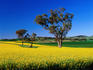 Flowering canola crops and eucalypt trees.