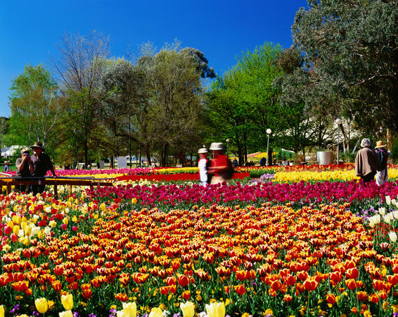 Flower display at Floriade Festival, Commonwealth Park.