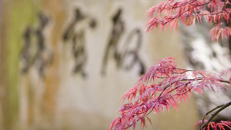 Image_23855-71