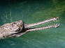 Overhead of gharial crocodile (Tomistoma schlegelii), Alligator Farm Zoological Park.