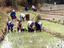 Workers, paddy field, Laos