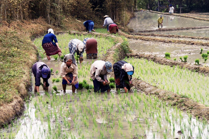 Workers planting rice in paddy-field.
