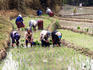 Workers planting rice in paddy-field.