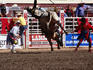 Bullrider and bullfighters, Calgary Stampede.