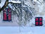 Snow on tree, France