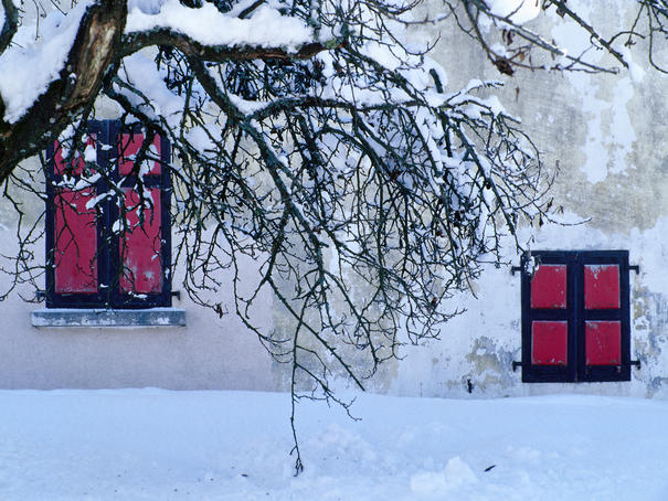 Snow on tree framing shuttered windows.