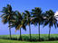 Coconut Trees with sugarcane fields, Martinique