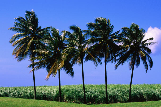 Coconut Trees with sugarcane fields in background.
