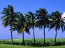 Coconut Trees with sugarcane fields in background.