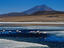 Flamingos in Laguna Canapa with Volcan Ollague in background.