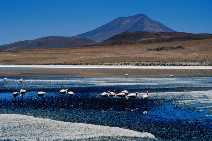Flamingos in Laguna Canapa with Volcan Ollague in background.