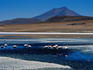Flamingos in Laguna Canapa with Volcan Ollague in background.