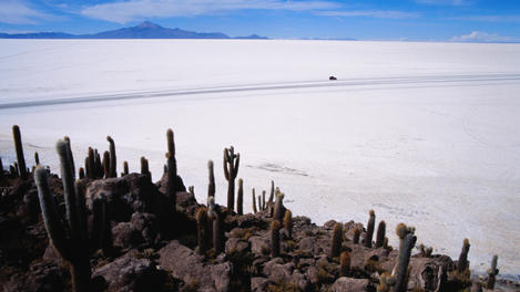 Huge cacti on Isla de los Pescadores above Salar de Uyuni.