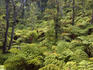 Fern forest, Thurston Lava Tube.