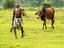Farmer moves a cow to another spot in pasture, south of Dhaka.