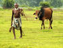Farmer moves a cow to another spot in pasture, south of Dhaka.