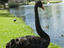 King's Park, Perth