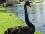 Black swan on bank of a King's Park lake with city skyline in background.