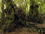 Antarctic beech, New South Wales