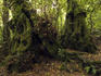 Antarctic beech tree (Nothofagus moorei) near Kyogle.