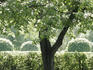 Trees and hedge in sunshine at Hofgarten.
