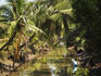 Typical river scene in Mekong Delta.