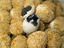 Image_24143-77
