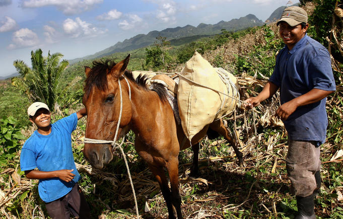Mopan Maya men harvesting corn.
