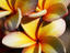 Local flowers, Placencia