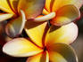 Local flowers.
