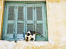 Cat outside shuttered window, Old Plaka District.