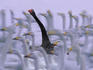 Black swan among white swans.