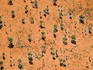Aerial of desert oaks (Allocasuarina decaisneana) and red sand.