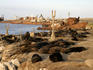 Small sea lion colony at port.