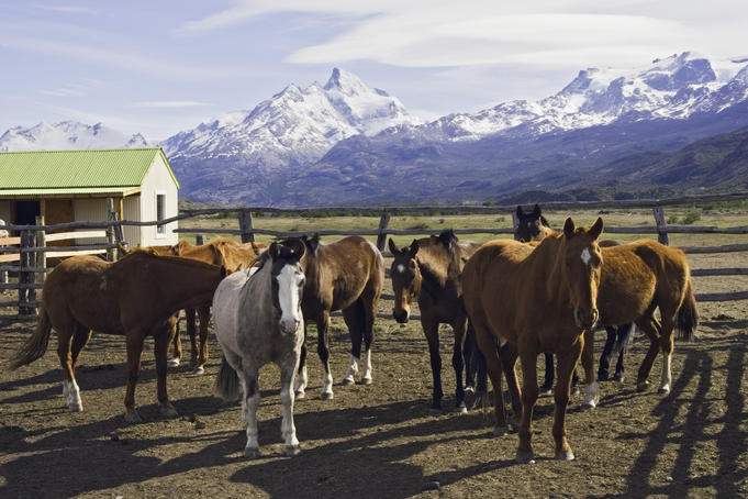 Horses in corral at Estancia Cristina, Lago Argentino.