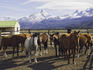 Horses in corral at Estancia Cristina, Lago Argentino.