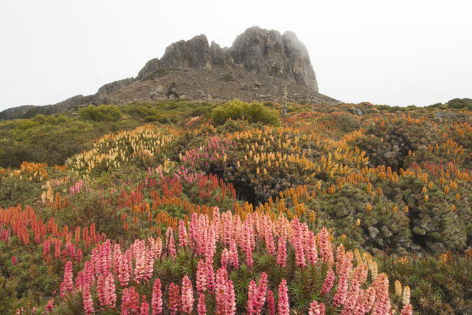Summer wildflower display of Richea scoparia, endemic Tasmanian alpine heath, below Solomons Throne, Damascus Gate.