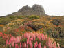 Summer wildflower display of Richea scoparia, endemic Tasmanian alpine heath, below Solomons Throne, Damascus Gate.