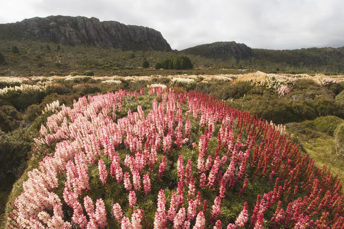 AUSTRALIA, Tasmania, Walls of Jerusalem National Park. Summer wildflower display of Richea scoparia, an endemic Tasmanian alpine heath, Dixons Kingdom.