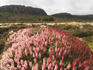 AUSTRALIA, Tasmania, Walls of Jerusalem National Park. Summer wildflower display of Richea scoparia, an endemic Tasmanian alpine heath, Dixons Kingdom.