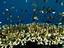 Image_24442-9