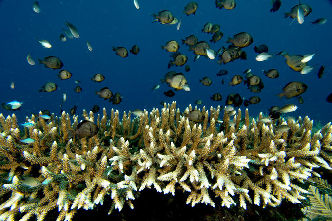 Chromis using branching corals as protectection.