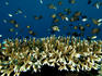 Chromis using branching corals as protectection.