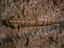 Image_24443-11