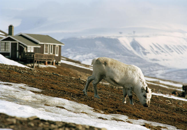 White reindeer near mountain tops.