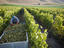 Byron Vineyard and Winery, California
