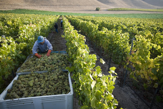 Employees harvesting grapes, Byron Vineyard and Winery.